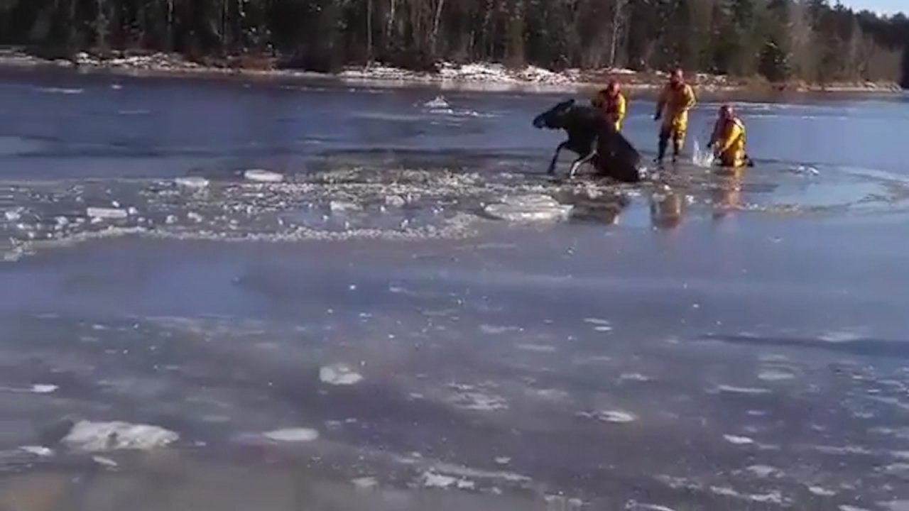 Moose saved from frozen river by firefighters