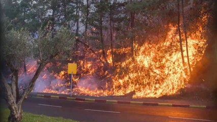 Israel: Wildfires rage across Haifa forcing residents to flee