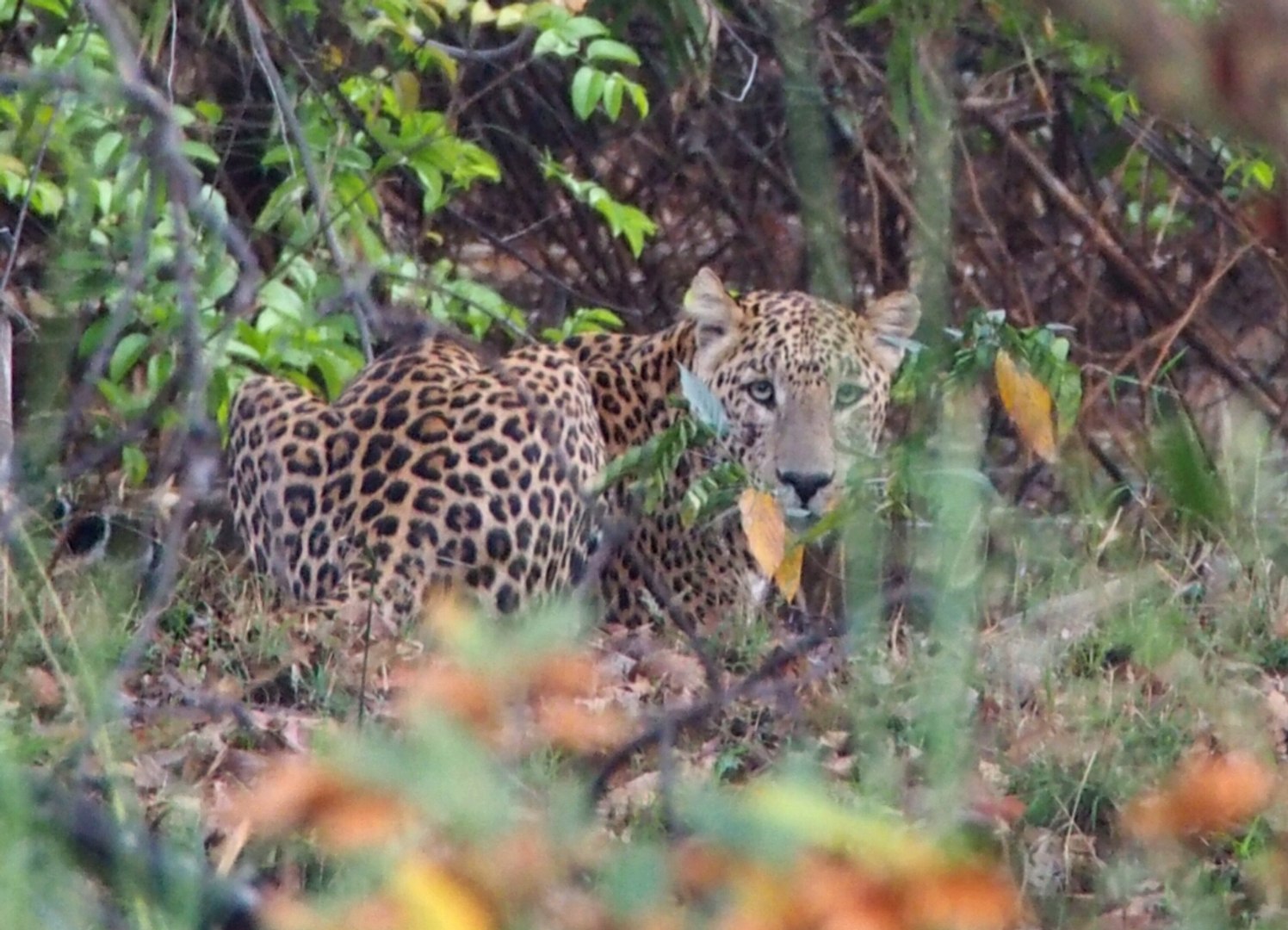 India: snow leopards, tigers & leopards