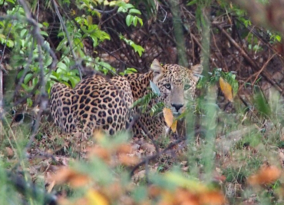India: snow leopards, tigers & leopards