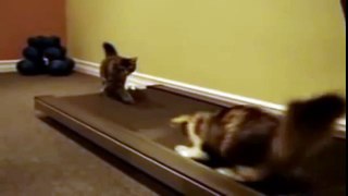 Running cats Смешное видео про кошек-коты на беговой дорожке