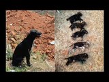 Bengaluru woman kills 8 puppies in front of their mother, to teach her a lesson