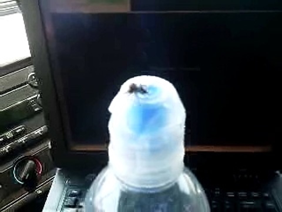 Getting Punked By A Jumping Spider