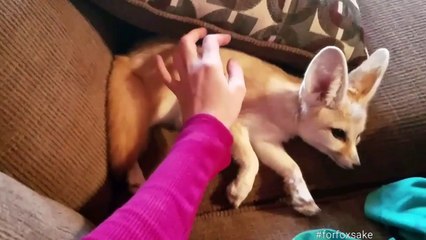 A Fennec Fox's Guide to Ear Scratches