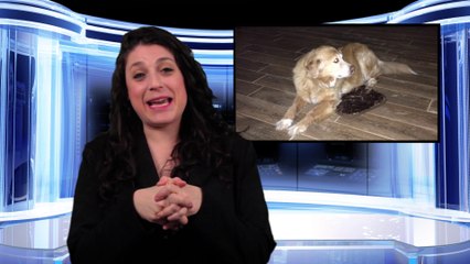 Good News: This Dog Is About To Have The Best Night's Sleep