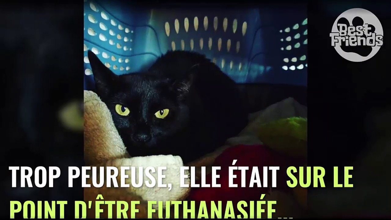 Rejetée car jugée trop craintive, cette chatte noire a finalement conquis le coeur de sa sauveuse