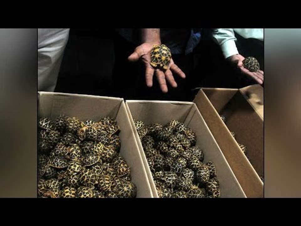 146 tortoises seized at Mumbai Airport, sent back to Madagascar