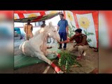 Shaktiman's leg amputated, accused BJP MLA Ganesh Joshi arrested