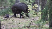sanglier de gros taille