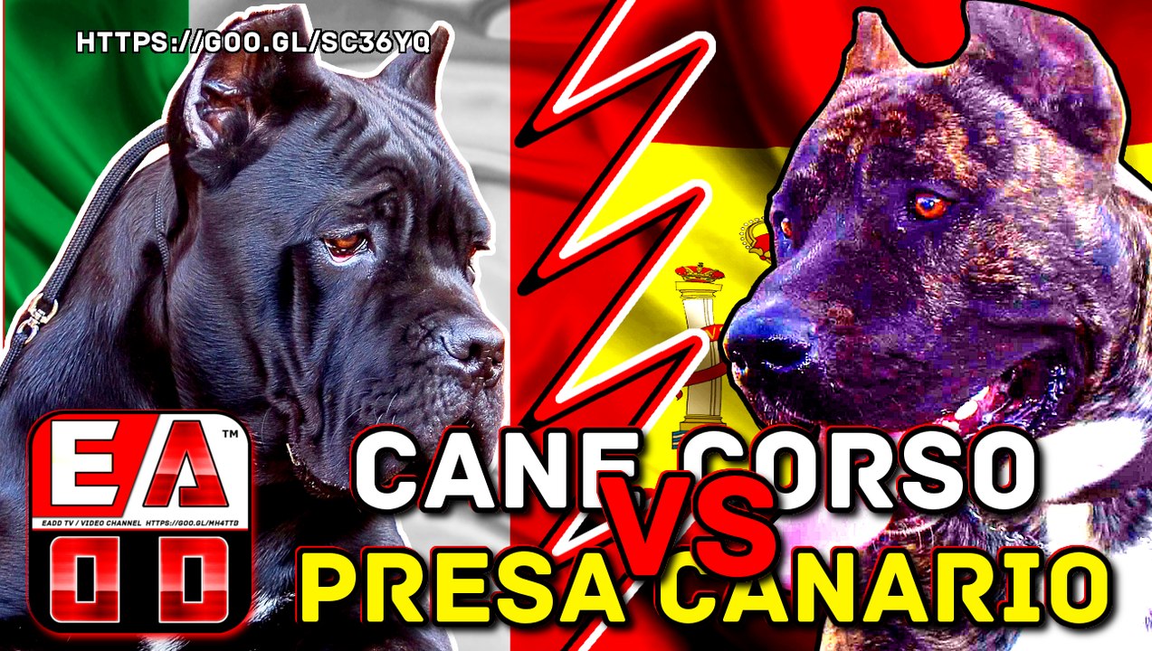 CANE CORSO VS PRESA CANARIO (Pelea a muerte hipotetica) Quien gana