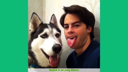 TRY NOT TO LAUGH or GRIN  Steel the husky vines Compilation 2016