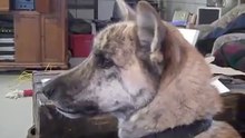 Amazing Funny Dog