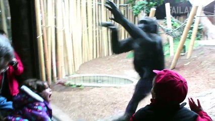 The Ultimate Funny Monkey Compilation || Monkey Fails by FailArmy