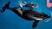 Bayi paus Orca terakhir yang lahir di Seaworld Texas Park - Tomonews