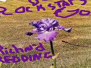 WHERE DO ROCK STARS GO - Richard Redding