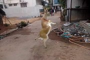 funny video Animals comedy dance