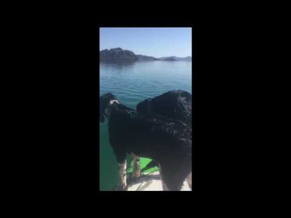 Curious Dogs React to a Whale Shark in Baja Concepcion