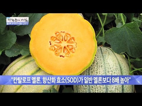 혈관 건강에 최고, 칸탈로프 멜론! [광화문의 아침] 366회 201611125