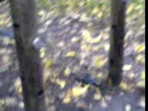 swiss lama Apache aie!