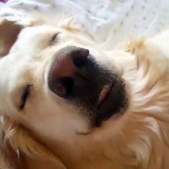Cute Dog Sleeping