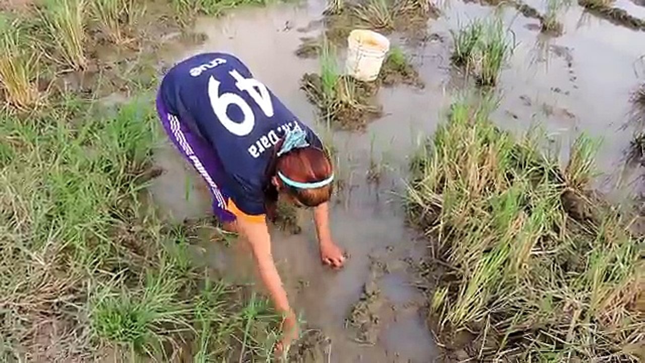 Amazing Fishing at Pailin Province - Cambodia Traditional Fishing - Khmer Net Fishing (Part 212)