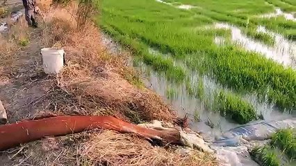 Amazing Fishing at Pailin Province - Cambodia Traditional Fishing - Khmer Net Fishing (Part 213)