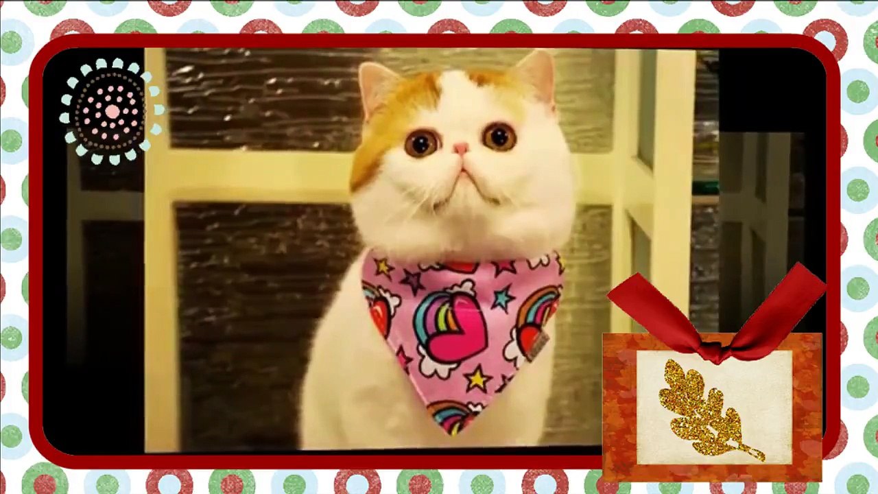Sad Cat's Face