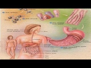 NIVELES DE ORGANIZACIÓN DE LA MATERIA : DOCUMENTAL COMPLETO