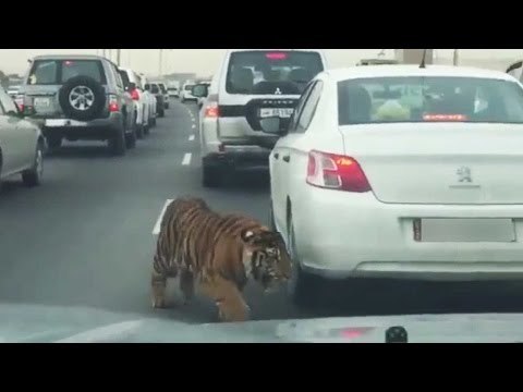 Tiger spotted dodging busy traffic on Doha road - Video goes viral