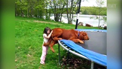Dummy Dogs || Dog Fails By FailArmy