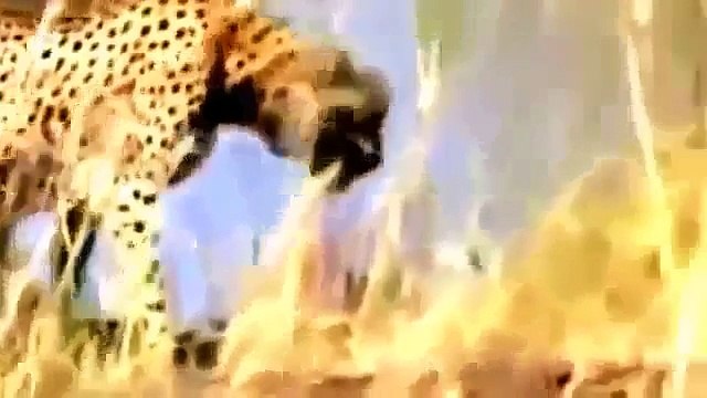 Animal Attack, Animal attack Compilation, Animal Fights, Animal Fights Video