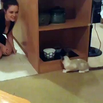 Ce chat tente de jouer à cache-cache , mais soudain... il ne s'attendait pas à ce qui lui arrive alors !