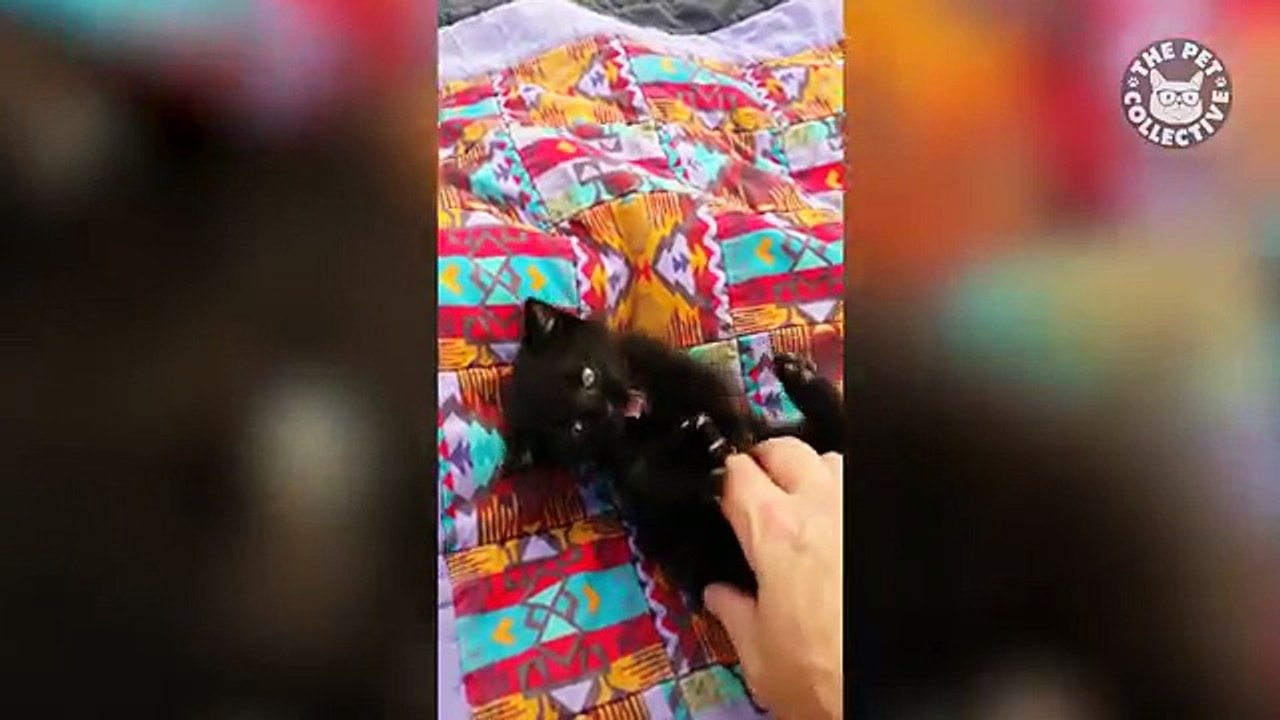 31 Funny Kittens | Cat Video Compilation 2017