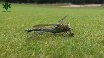 Helikopterin ilham kaynağı yusufçuk