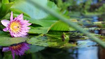 Flower-Pond-Fish