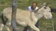 Donkey in LOVE