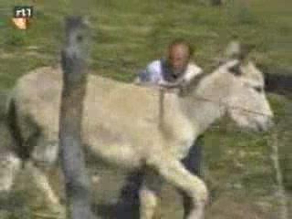 Donkey in LOVE