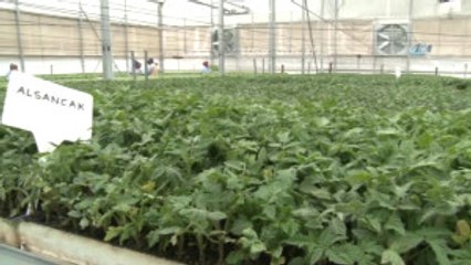 Domates Fiyatlarını Artıran Sebep Ortaya Çıktı