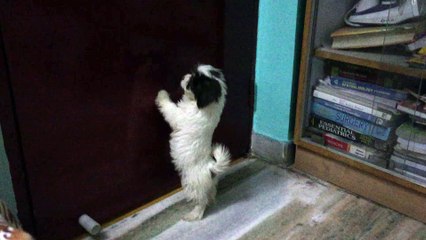 Lhasa apso puppy checking his new home