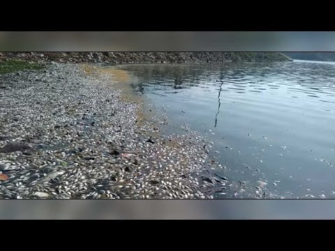 Bengaluru: Thousands of dead fish wash on shore of Ulsoor lake