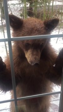 Des ours très curieux pointent leur nez à la fenetre! Adorable
