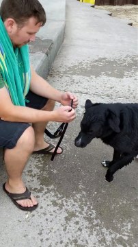 Ce chien ne veut pas partir de la plage... Trop marrant
