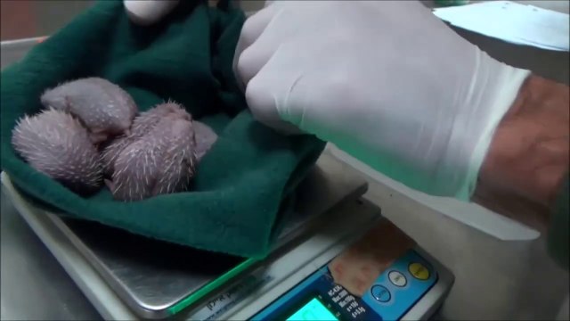 Cette maman hérisson vient d'etre percutée par une voiture mais va réussir à accoucher de 5 petits