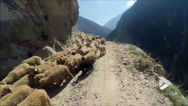 Quand tu croises un troupeau de mouton sur la route la plus dangereuse du monde.. Chaud