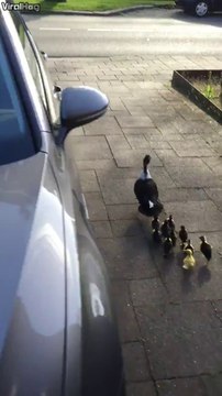 Cette maman canard sort ses petits dans le jardin... Trop chou