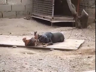 Bu Horoz Ne İçtiyse Aynısından İstiyorum