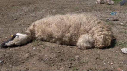 Kurt, 150 Hayvanı Telef Etti