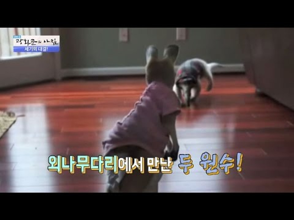 개미핥기와 캥거루가 싸우면 누가 이기게? [광화문의 아침] 363회 20161122