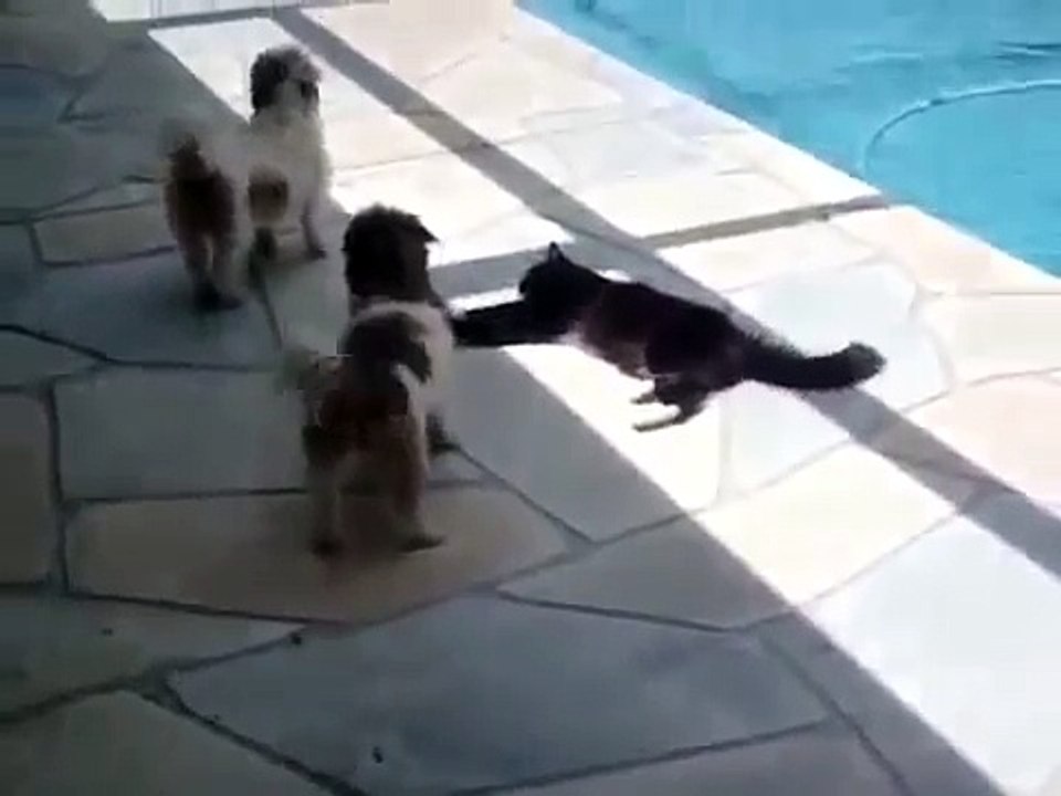 Los perros no paraban de molestar al gato, pero cuando vi la forma en que este reaccionó... ¡Casi muero de risa!