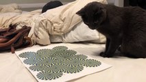 Mira la reacción del gato cuando un hombre le enseña una ilusión óptica en papel... ¡No puedo parar de reír!